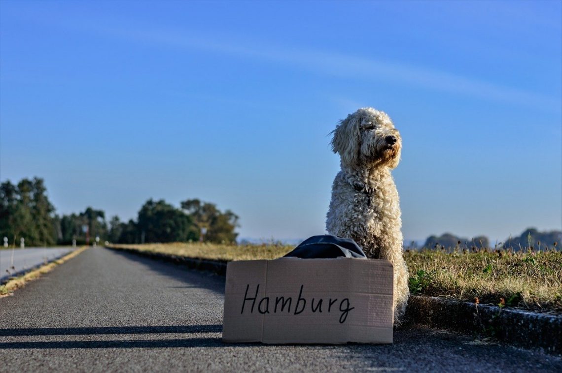 moving your pet to Germany