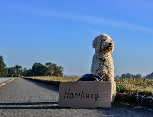 moving your pet to Germany